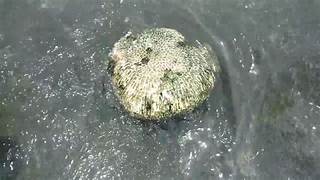 Floating Stone Beach